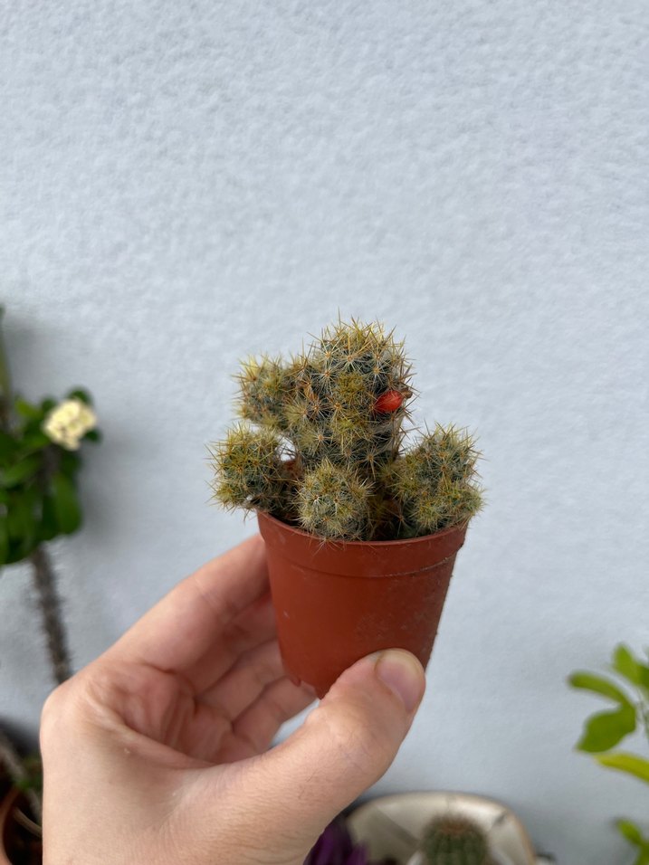 Mammilaria glochidiata meyveli kaktüs - Görsel 4