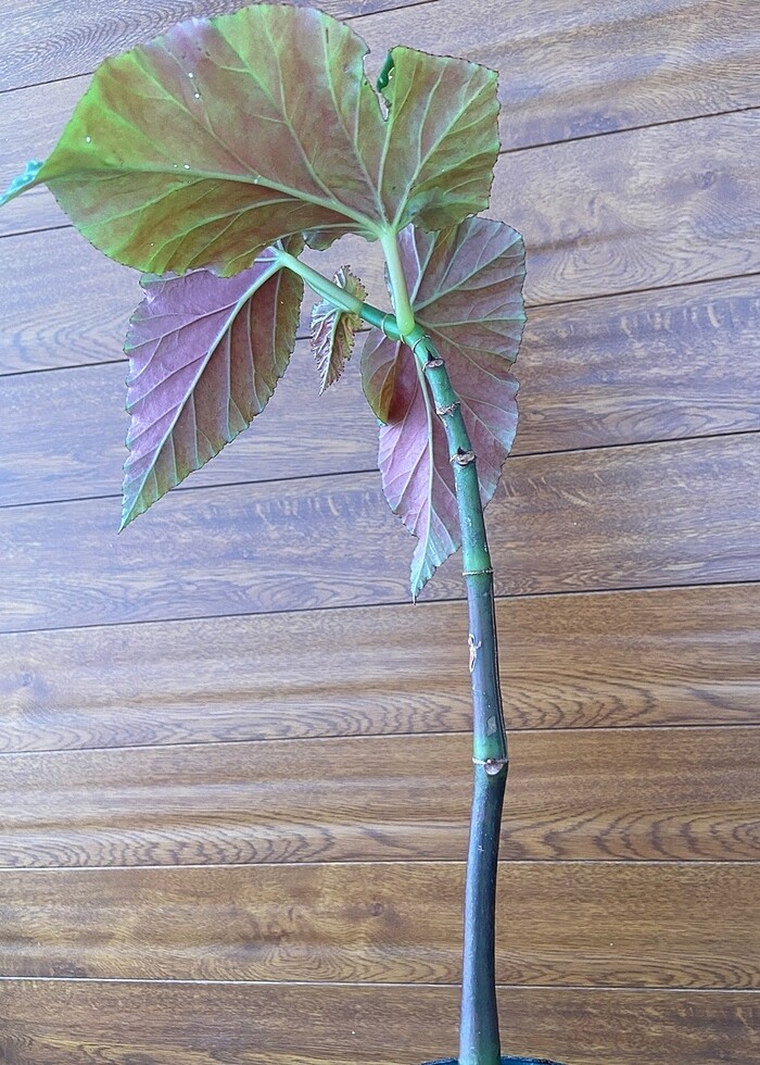 Çilli begonya - Görsel 4