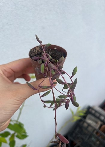 Yakut kolyesi sukulent - Görsel 2