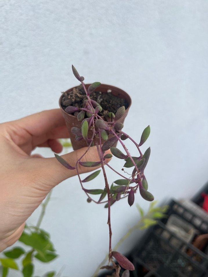 Yakut kolyesi sukulent - Görsel 2