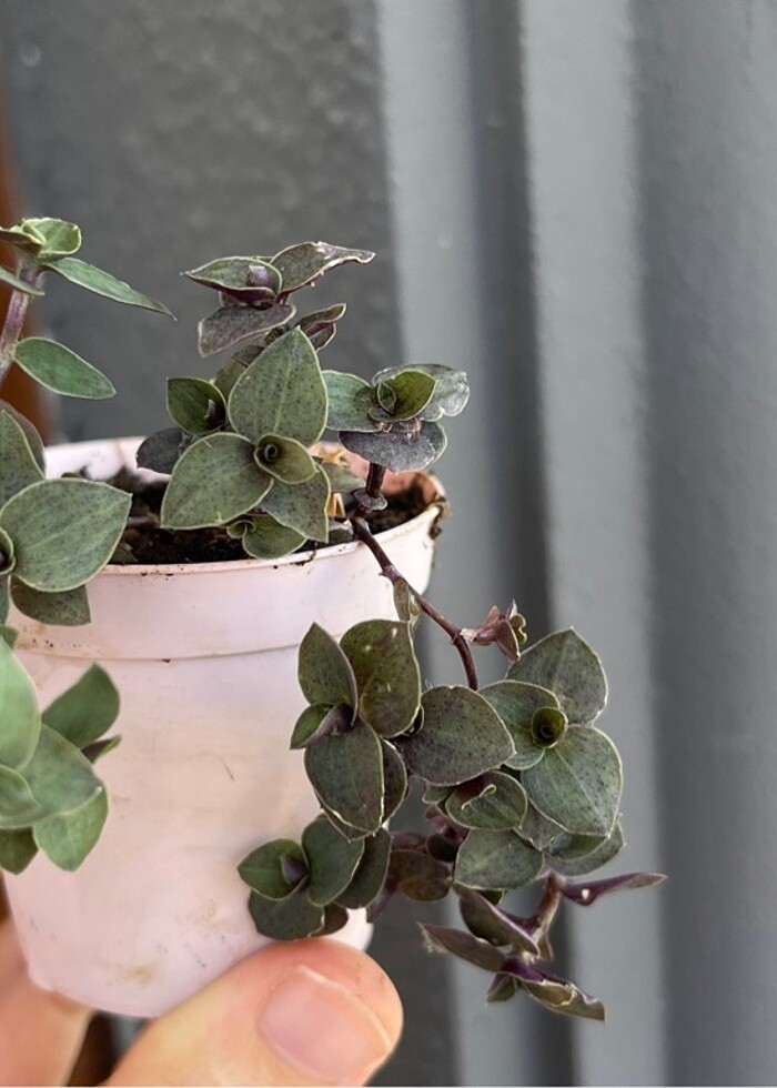 Mini telgraf çiçeği - Görsel 3