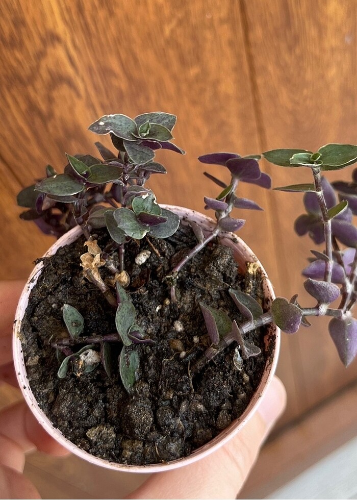 Mini telgraf çiçeği - Görsel 2