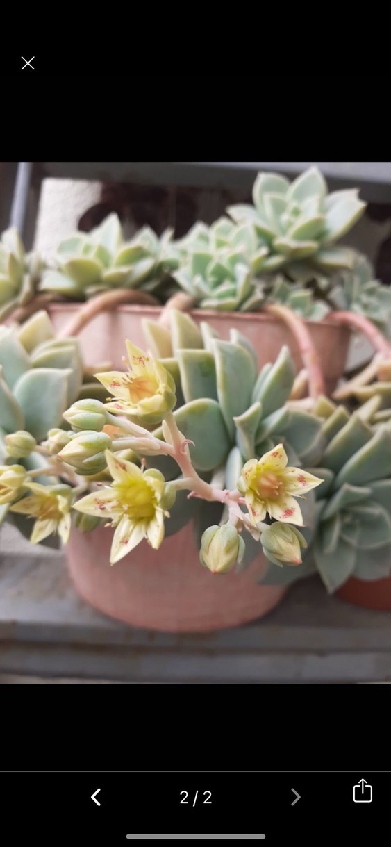 Graptoveria pistachio Sukulent - Görsel 2