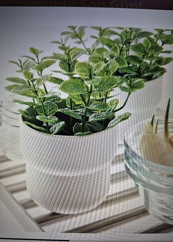 ikea Siyah Saksıda Koyu Yeşil Dekoratif Bitki nane - Görsel 3