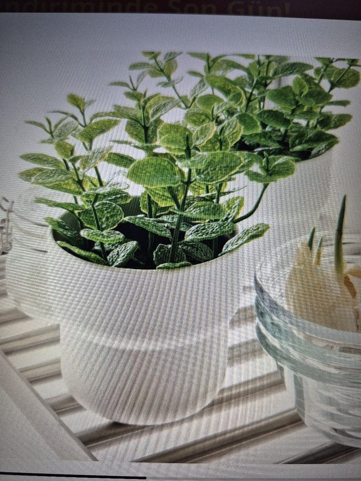 ikea Siyah Saksıda Koyu Yeşil Dekoratif Bitki nane - Görsel 3