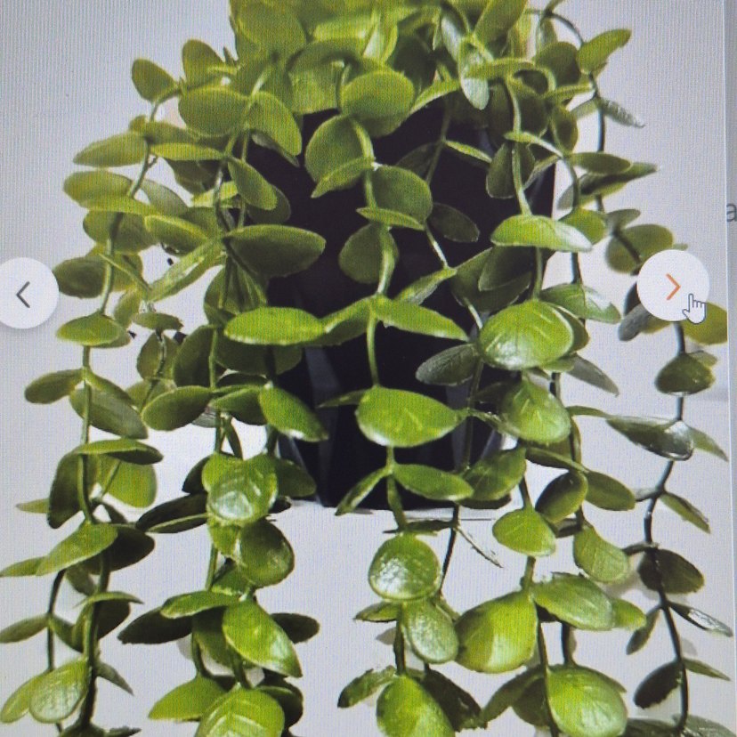 Koyu Yeşil Sarkıt Yapay Bitki okaliptus 80 cm - Görsel 2