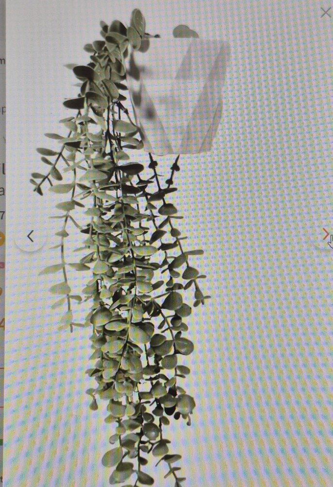 Yeşil Gri Asma Dekoratif Bitki okaliptus - Görsel 2