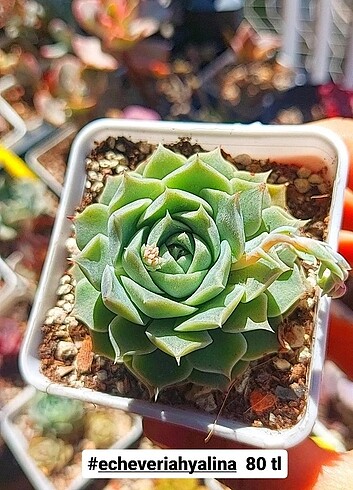 Echeveria 