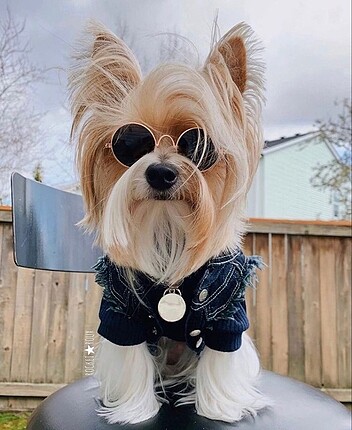 Köpek Kedi Güneş Gözlüğü
