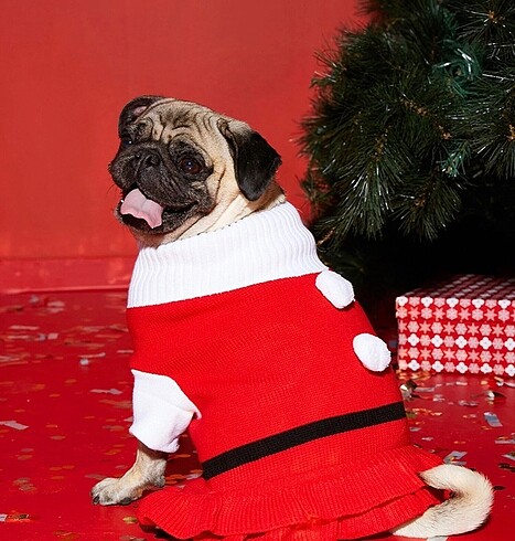Kedi yada köpek Noel kıyafeti