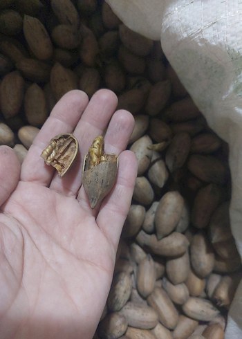 pikan cevizi - Görsel 4