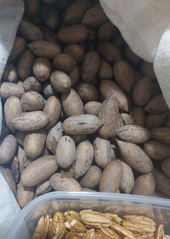 pikan cevizi - Görsel 2