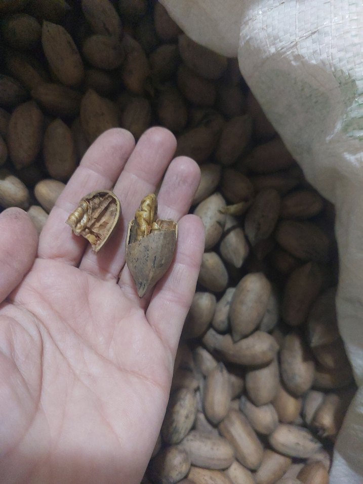 pikan cevizi - Görsel 4