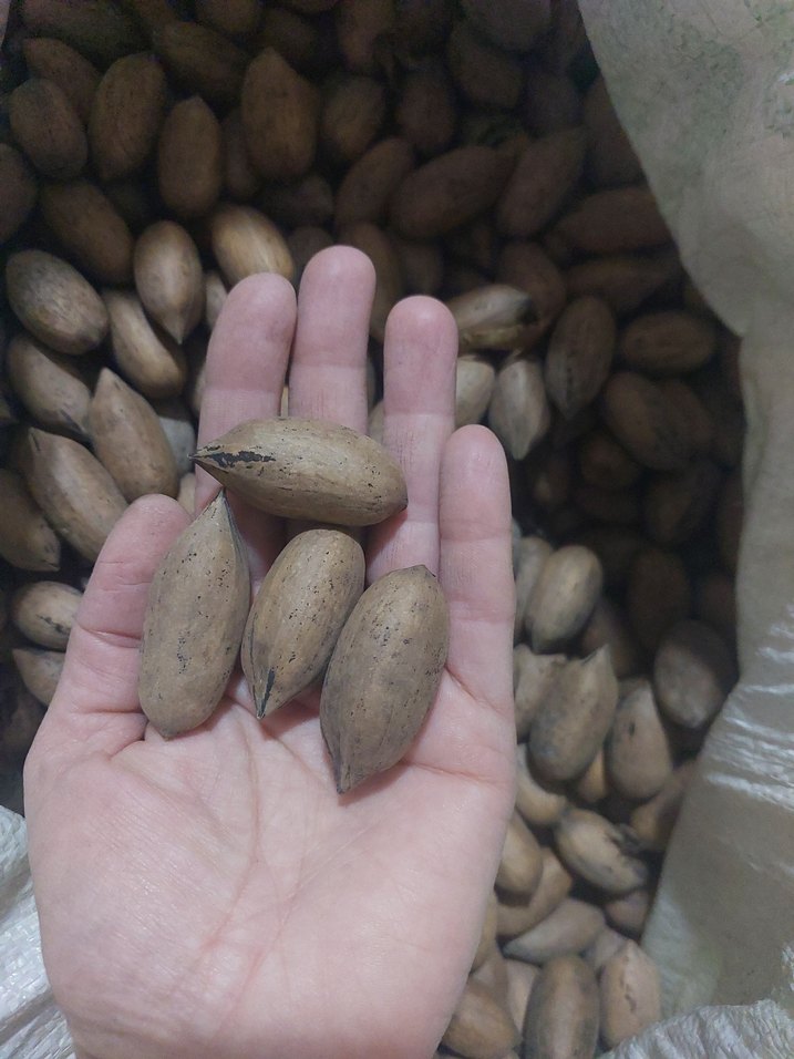 pikan cevizi - Görsel 5