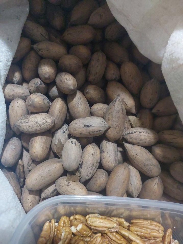 pikan cevizi - Görsel 2