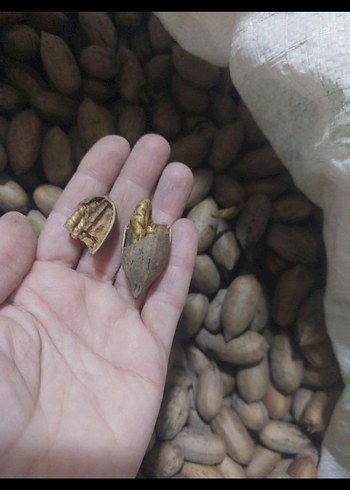 Pekan Cevizi - Görsel 2