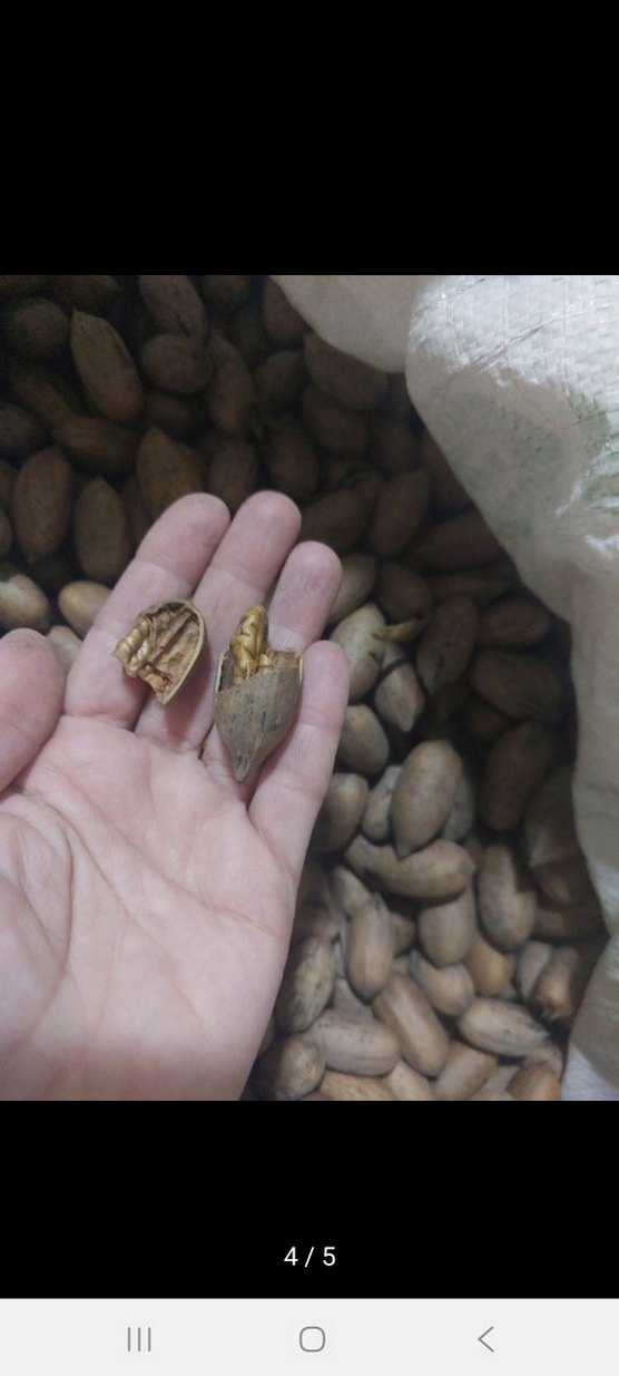 Pekan Cevizi - Görsel 2