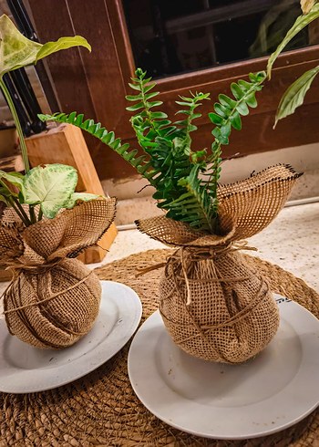 dekoratif 2 bitki - Görsel 2