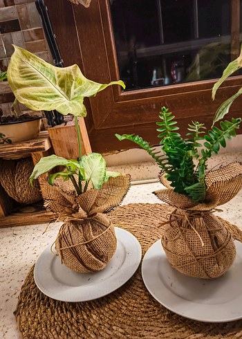 dekoratif 2 bitki - Görsel 3