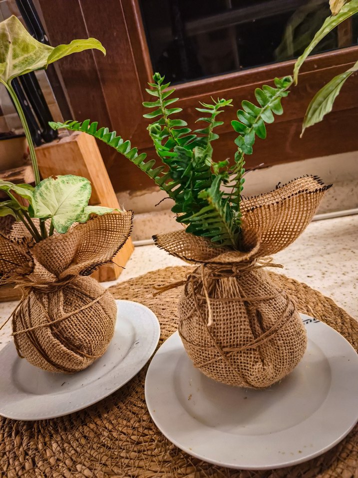 dekoratif 2 bitki - Görsel 2