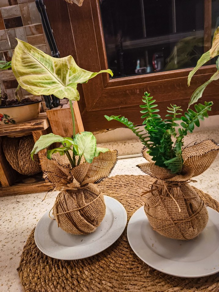 dekoratif 2 bitki - Görsel 3