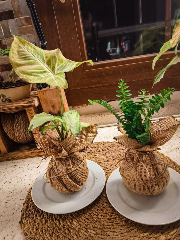 dekoratif 2 bitki - Görsel 4