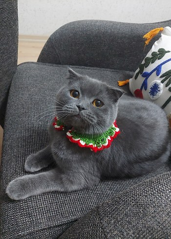 Gri Kedi Yaka Aksesuarı Tasma - Görsel 2