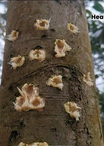 metal şahane sapan takımı - Görsel 3