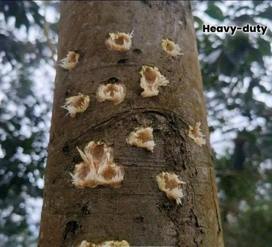 metal şahane sapan takımı - Görsel 3