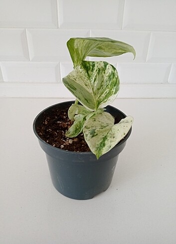 Epipremnum Manjula