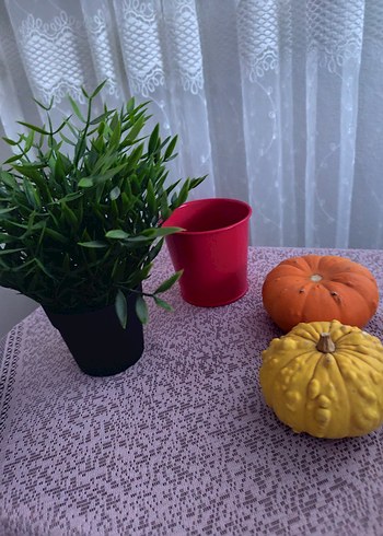 Renkli Dekoratif Kabak Seti ve Saksı elimde 10 adet mevcut - Görsel 4