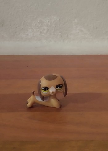 köpek miniş