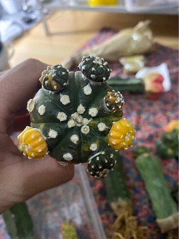 Astrophytum