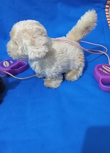 Beden Tasmalı köpekler