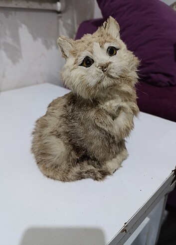 Gercekci kedi
