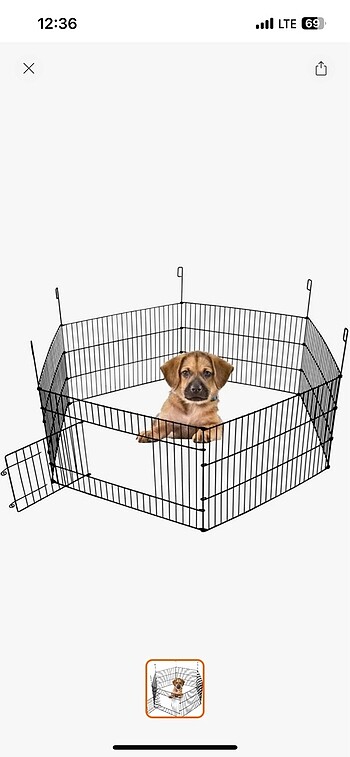 Köpek çiti