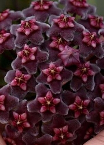Hoya Pubicalyx Royal Hawaian Purple 