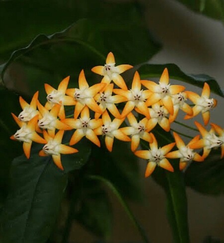 Hoya Multiflora SV Orange
