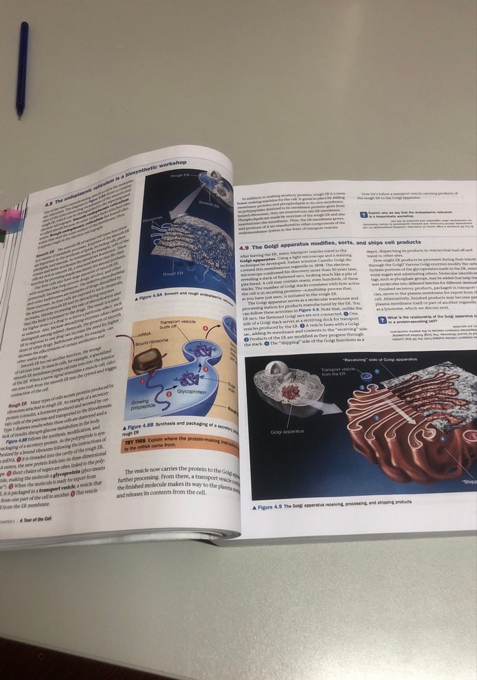 Campbell Biology 10. Baskı Global Edition - Görsel 5