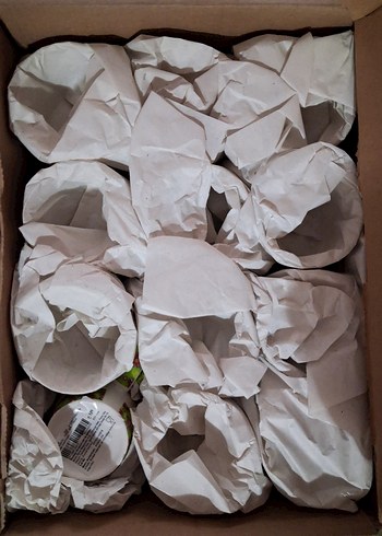 mudo kupa - Görsel 2