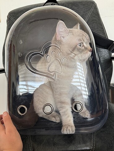  Beden Kedi astronot taşıma çantası