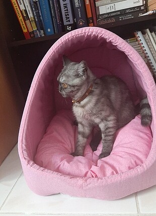 Kedi Yatağı süngerli