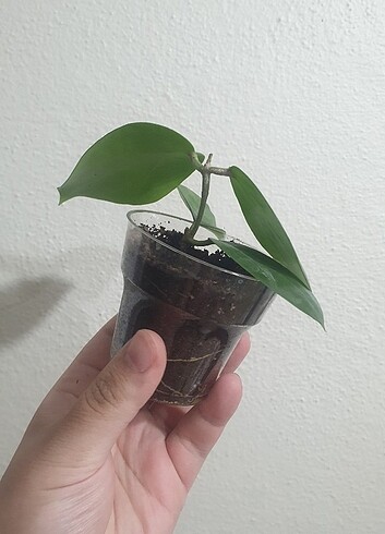  Beden Hoya glabra 