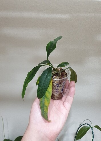 Beden çeşitli Renk Hoya multiflora sv406