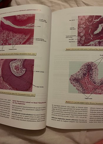 Işık Mikroskopik Görsellerle Histoloji Laboratuvar Kitabı - Görsel 3