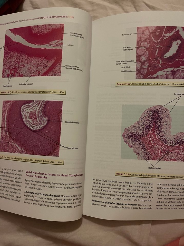 Işık Mikroskopik Görsellerle Histoloji Laboratuvar Kitabı - Görsel 3