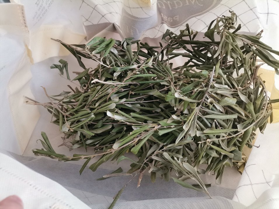 Doğal Kurutulmuş zeytin yaprağı110 gr - Görsel 2