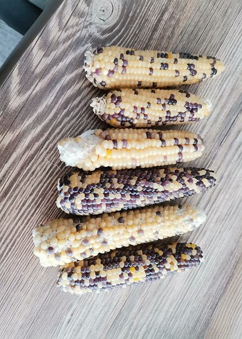 Bahçemden Ata tohumu Mısır - Görsel 3