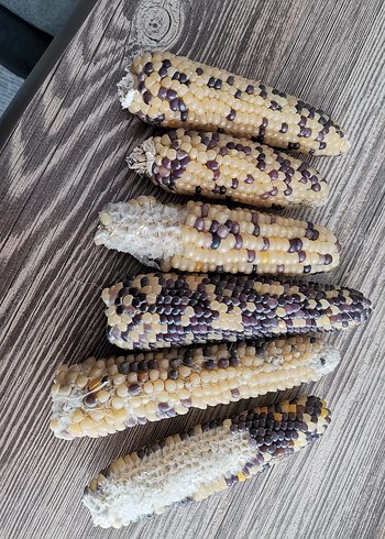 Bahçemden Ata tohumu Mısır - Görsel 2