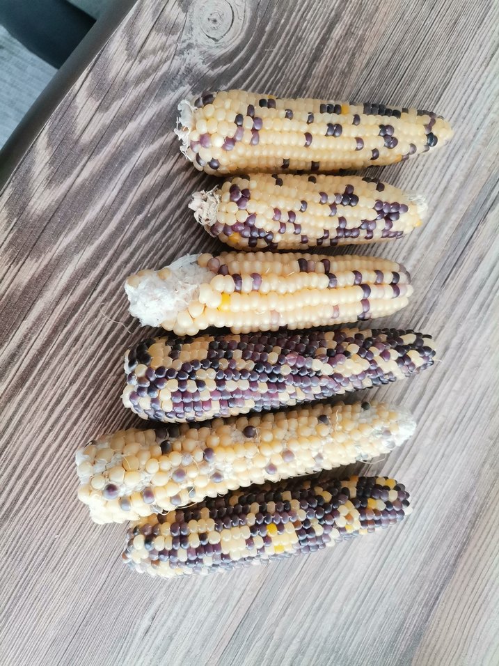 Bahçemden Ata tohumu Mısır - Görsel 3